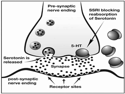 Hoe SSRI’s werken SSRI's blokkeren de heropname van serotonine waardoor de concentratie verhoogd.