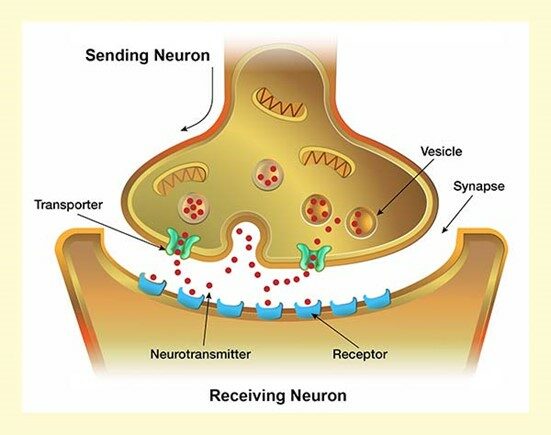 Ontvangende Neuron, GSLC, Universiteit van Utah Ontvangende neuron; Twee zenuwcellen communiceren met elkaar door neurotransmitters in de spleet tussen die cellen. Die spleet heet synaps. De zendende kant geeft neurotransmitters af en neemt die ook weer op. De ontvangende kant bevat receptoren die gevoelig zijn voor die neurotransmitters.