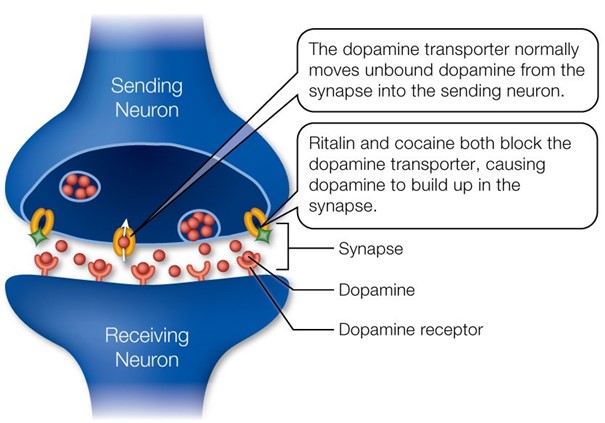 Ritalin Synaps, National institute of Drugs Abuse Normaal worden neurotransmitters aan de zendende kant weer opnieuw opgenomen. Sommige psychoactieve stoffen zoals methylfenidaat en cocaïne blokkeren die heropname.