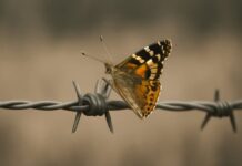 Vlinder geland op prikkeldraad.