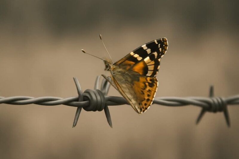 1000159253 canva Vlinder geland op prikkeldraad.