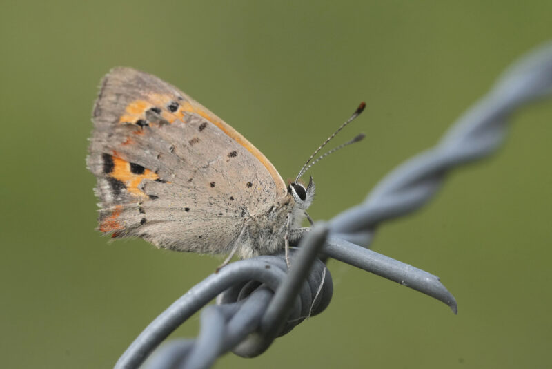 Vlinder op prikkeldraad