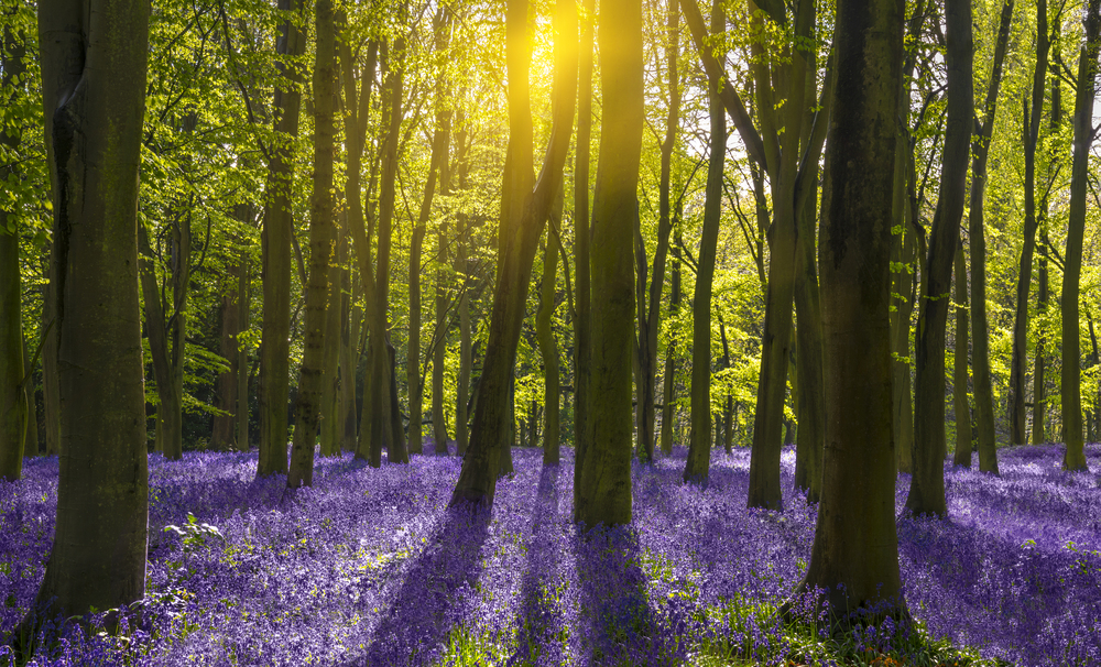 Twee bomen laten hun licht schijnen op een bloeiend bloemenveld.