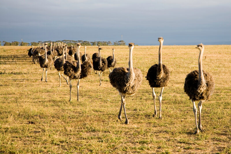 De struisvogels hebben hun kop niet langer in het zand, ze volgen een nieuwe richting.